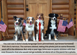 Fireworks and Thunder - Sound Sensitivity in Dogs